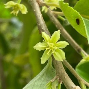 Meet your Posher, Yenlee